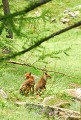 <center>En bordure de prairie. <br> Sans cesse en déplacement, <br>le couple ne se retrouve que rarement. couple assis renards grand paradis 